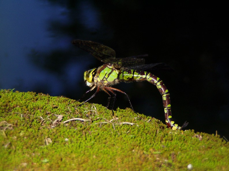 Libellula in deposizione? Aeshna cyanea